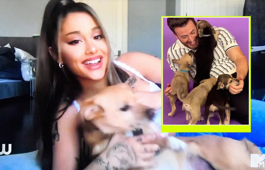celebs-perritos.jpg